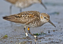 Calidris mauri